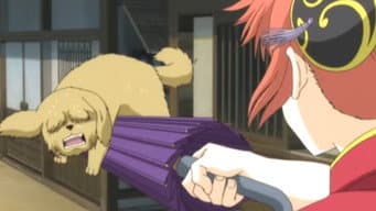 Amantes de cães e gatos são mutualmente exclusivos