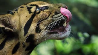 Grandes felinos
