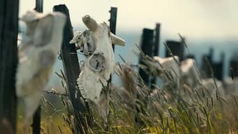 Mutilações misteriosas