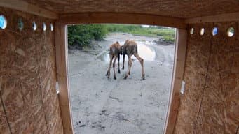 Cuidando de Alces