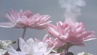 O Nascimento da Flor-de-Lótus na Garbo