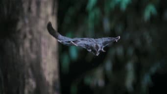 Marsupiais