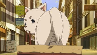 Comida de Cachorro Não Tem o Gosto que você Pensa