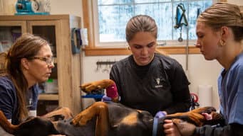 Não há nada como um cão de caça