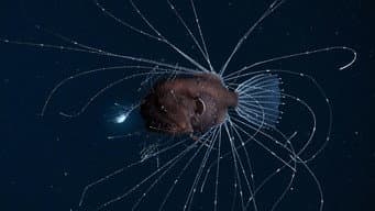 Oceanos além das fronteiras