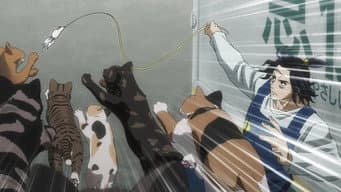 Nesta noite, os gatos vão dominar o planeta
