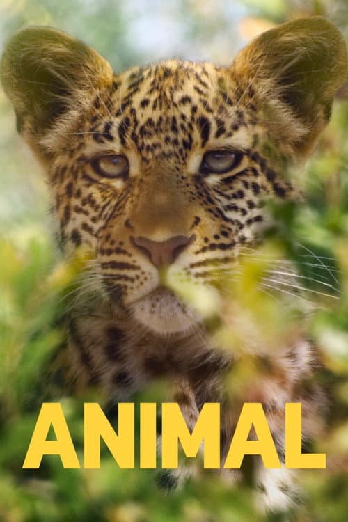 A Beleza Secreta dos Animais
