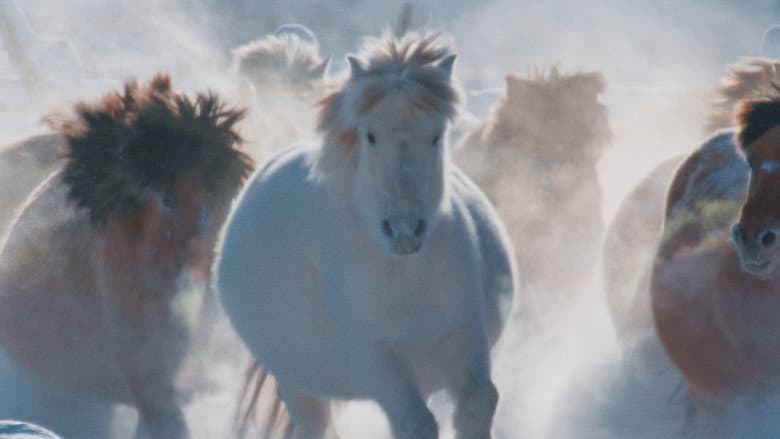 O Conto do Cavalo