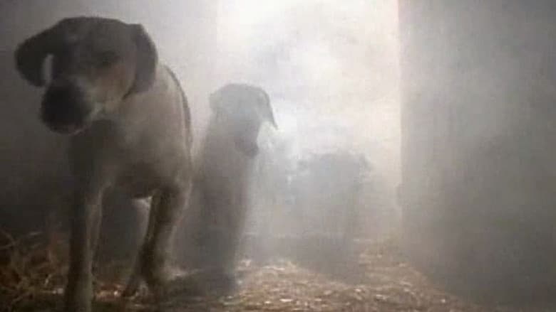 O Conto dos Cães Famintos