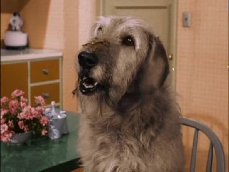 Este Homem É Um Cão