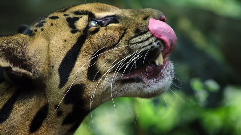 Grandes felinos