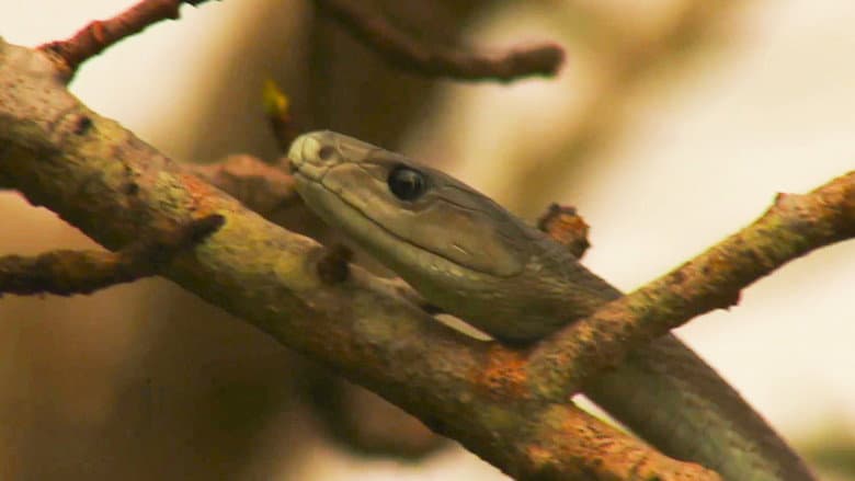 As Cobras Mais Perigosas da África