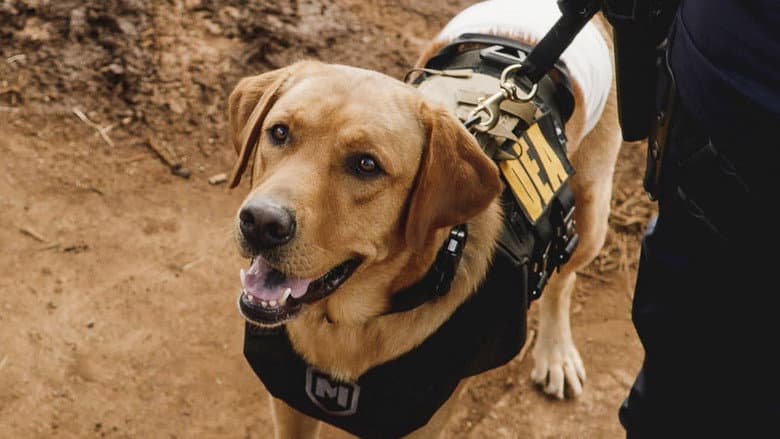 Na La 'ilio (Dias de Cão)