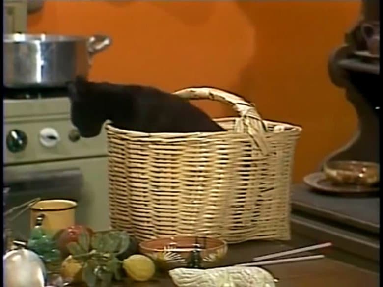 Os gatinhos de Chaves