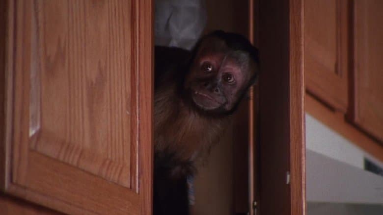 O Macaco