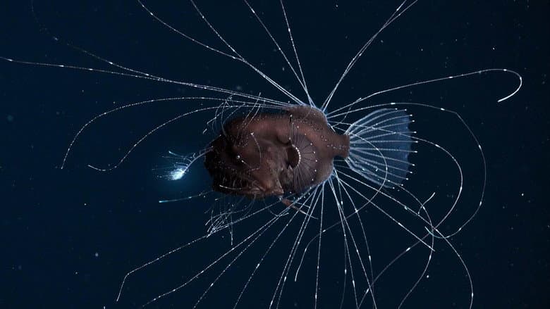 Oceanos além das fronteiras