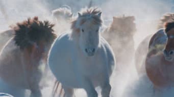 O Conto do Cavalo