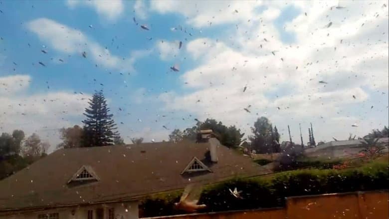 Imagens do infame Pé-grande de Oregon e mais