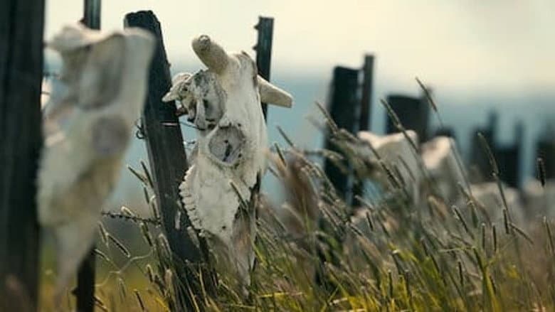 Mutilações misteriosas