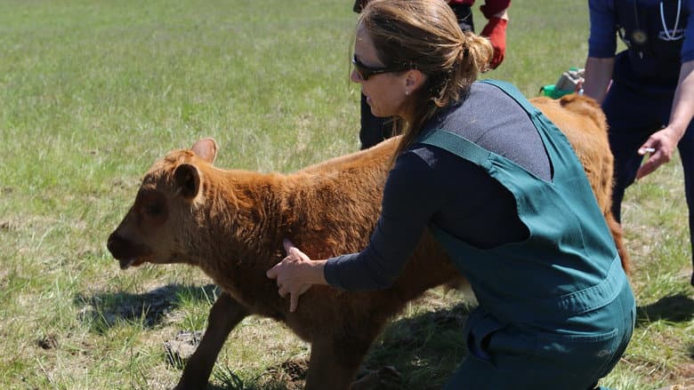 Vacas Protetoras