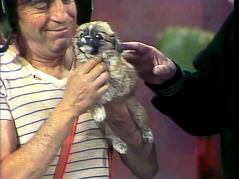 Animais proibidos