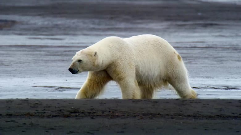 O Reino do Urso Polar